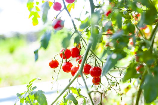 Sweet Red Cherry Tomatoes on a Branch with green Leaves and Bright Background