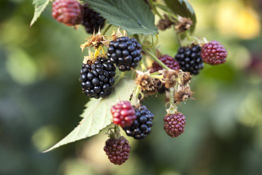 Blackberry fruit growing on branch