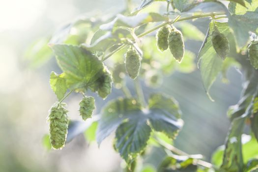 Hop plant close up growing on a Hop farm. Fresh and Ripe Hops ready for harvesting. Beer production ingredient. Brewing concept. Fresh Hop over blurred nature green background with sun beams.