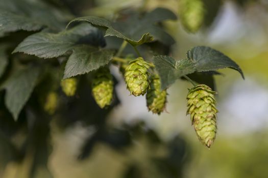 Hop plant close up growing on a Hop farm. Fresh and Ripe Hops ready for harvesting. Beer production ingredient. Brewing concept. Fresh Hop over blurred nature green background.