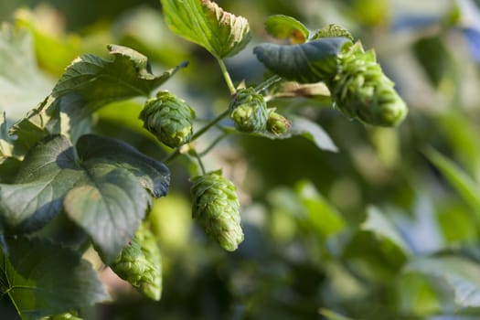 Hop plant close up growing on a Hop farm. Fresh and Ripe Hops ready for harvesting. Beer production ingredient. Brewing concept. Fresh Hop over blurred nature green background .