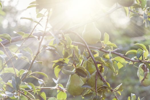 Organic pears on tree branch in the morning with sun rays