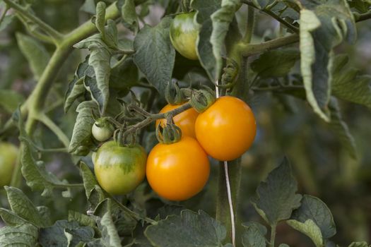 Ornage tomatoes plant close-up on green background