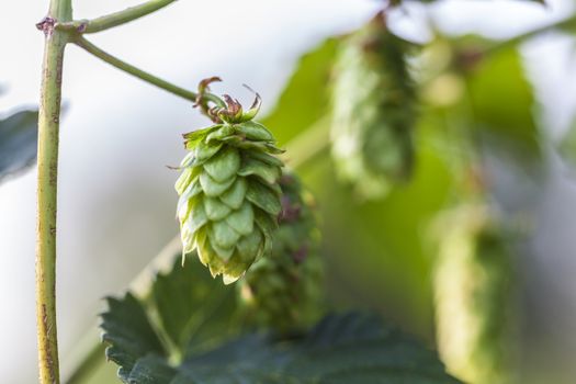 Hop plant close up growing on a Hop farm. Fresh and Ripe Hops ready for harvesting. Beer production ingredient. Brewing concept. Fresh Hop over blurred nature green background.