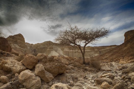 Single Rree In Rock Desert with Mountains and Sky in the Background