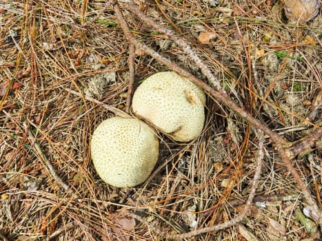 Two mushrooms before harvest in the woods next to dry twigs.