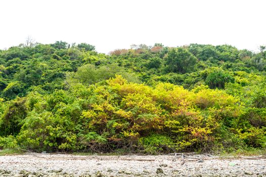 Landscape of tree on the mountain background