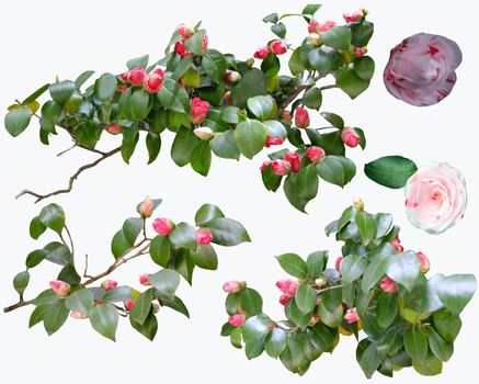 Beautifull camellia flowers and branch set in white background blossoms of collection.  