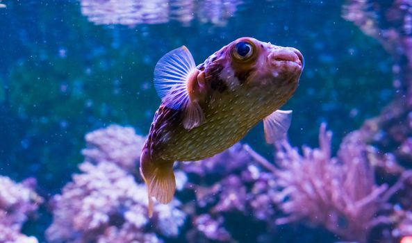 closeup of a freckled porcupine fish, funny aquarium pet from the tropical ocean