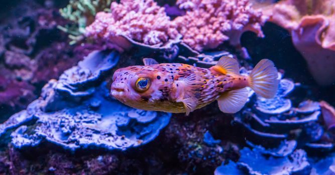 closeup of a freckled porcupine fish swimming in the aquarium, a tropical fish from the atlantic ocean