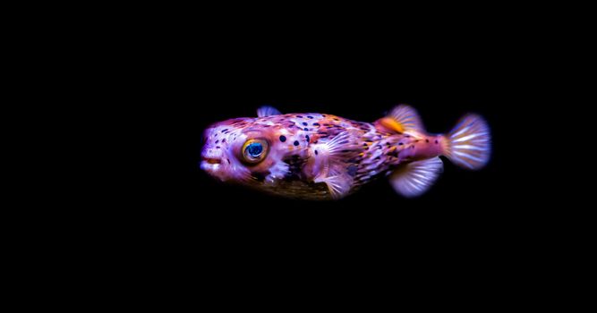 portrait of a freckled porcupine fish isolated on a black background