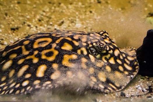 black stingray digging in the sand to camouflage and hide away, tropical fish from the rivers of brazil