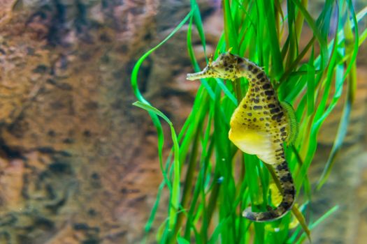 big belly sea horse in macro closeup, yellow color with black spots, tropical fish from the australian ocean