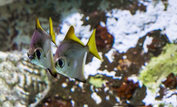 two silver moony fishes swimming next to each other, tropical fishes from the Indian ocean