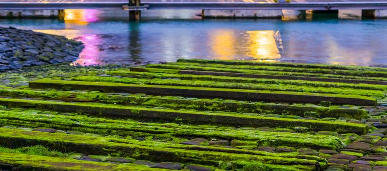 wooden planks covered in moss, water landscape scenery, tranquil nature background