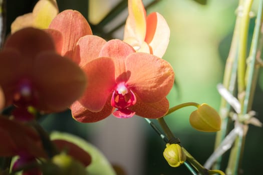 The background image of the colorful flowers, background nature