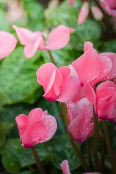 The background image of the colorful flowers, background nature