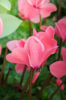 The background image of the colorful flowers, background nature