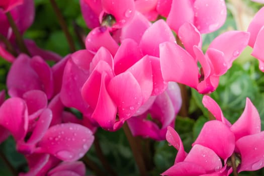 The background image of the colorful flowers, background nature