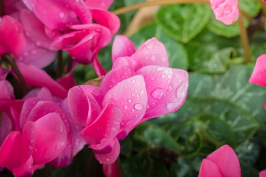 The background image of the colorful flowers, background nature