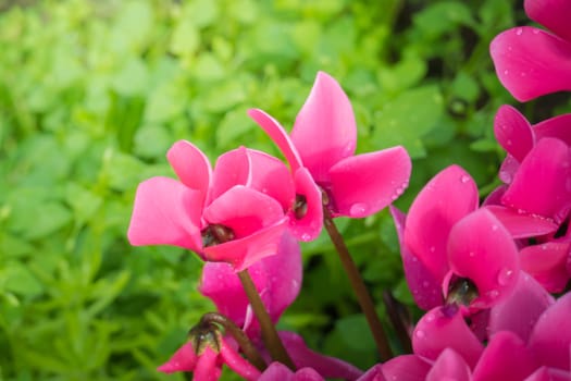 The background image of the colorful flowers, background nature