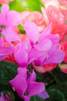 The background image of the colorful flowers, background nature