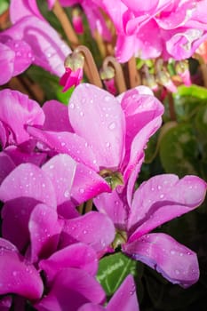 The background image of the colorful flowers, background nature