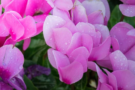 The background image of the colorful flowers, background nature