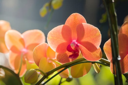 The background image of the colorful flowers, background nature