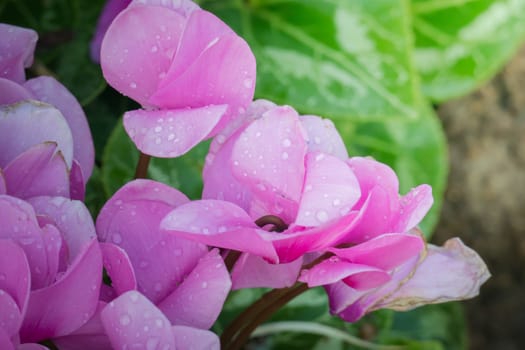 The background image of the colorful flowers, background nature