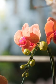 The background image of the colorful flowers, background nature