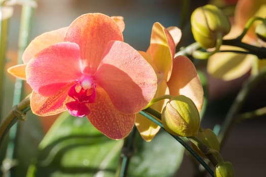 The background image of the colorful flowers, background nature