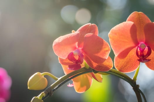 The background image of the colorful flowers, background nature