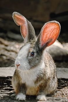 Portreit of a Rabbit Resting on the Ground