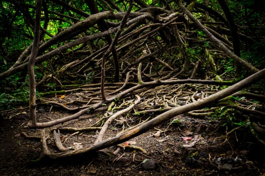 The branches of several trees have formed an enormus, natural knot in a forest near Honolulu, US.