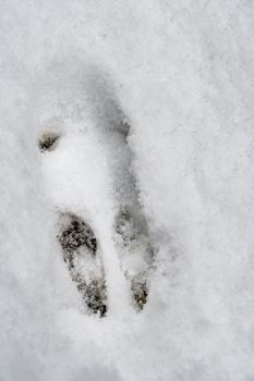 Footprint of a wild rabbit in winter in snow