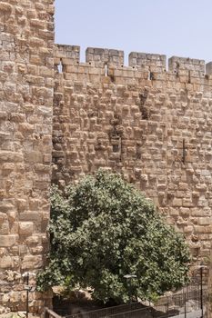 Green fig tree new jerusalem stone wall