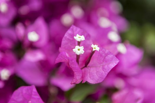 Close up on a very beautiful pink flower