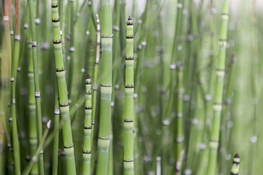 A lot of green bamboo and a beautiful day