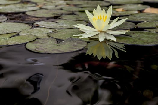 Beautiful white water lily with big leafs