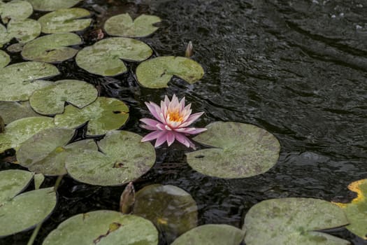 Beautiful pink water lily on vaguely water