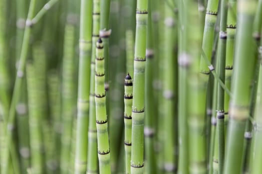 A lot of green bamboos and a beautiful day