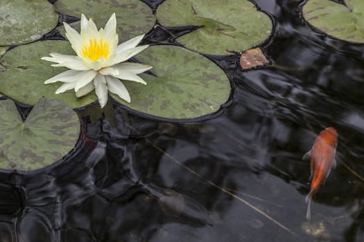 Beautiful white water lily and a fish