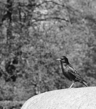 Starling with iridescent feathers stands on stone ledge in a park - monochrome processing