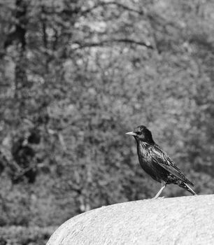 Starling with iridescent feathers stands on stone ledge in a park - monochrome processing