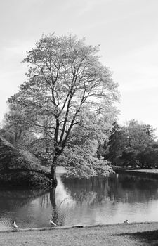 Tall tree grows on the bank of a pond in Tallinn, Estonia. Terns stand at the water's edge on a sunny spring day - monochrome processing