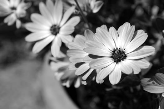 African daisy flowers bloom in a flower pot - monochrome processing