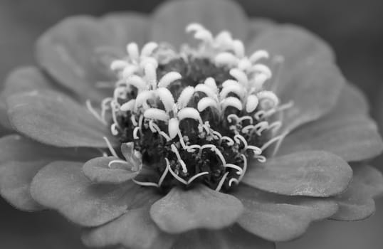 Macro of a delicate zinnia flower with contrasting stamens - monochrome processing