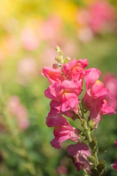 The background image of the colorful flowers, background nature