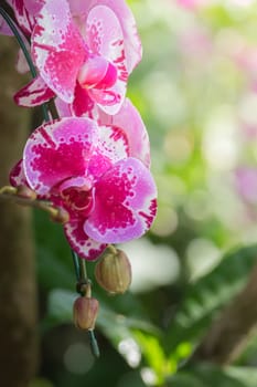 The background image of the colorful flowers, background nature